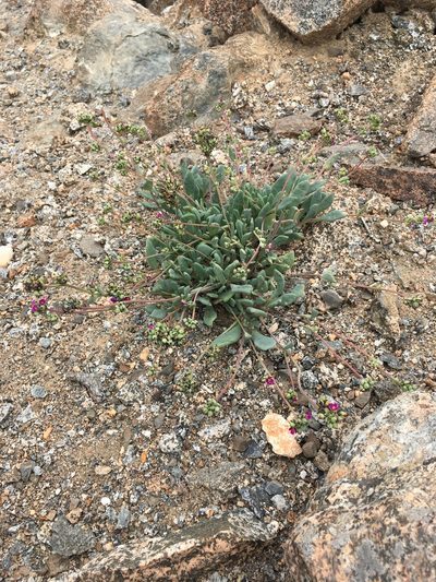 Cistanthe cephalophora, photographed by Matt Berger
