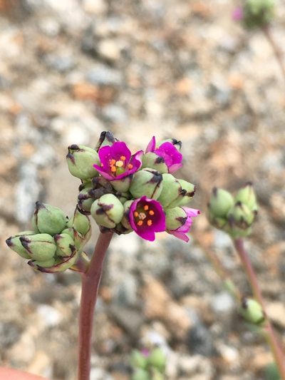 Cistanthe cephalophora, photographed by Matt Berger