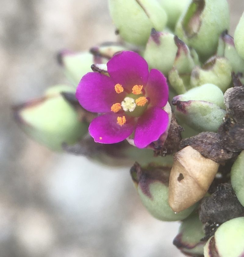 Cistanthe cephalophora, photographed by Matt Berger