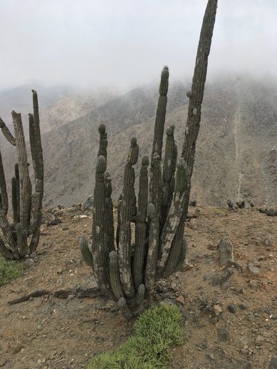 Eulychnia iquiquensis, photographed by Matt Berger