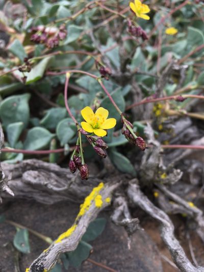 Cistanthe cymosa, photographed by Matt Berger