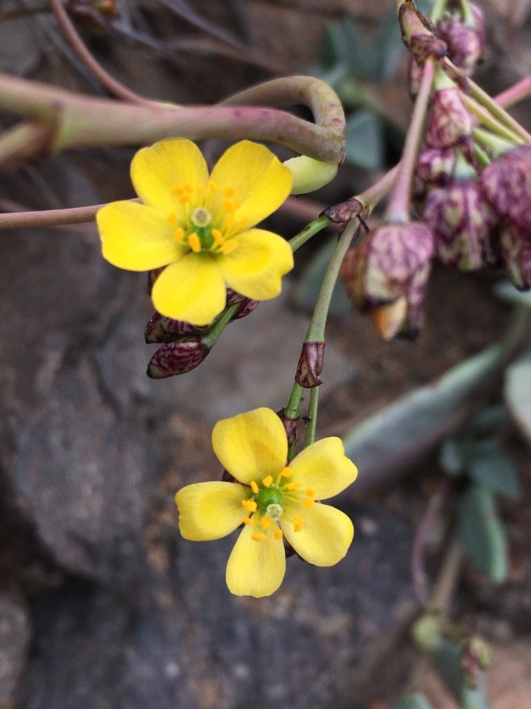 Cistanthe cymosa, photographed by Matt Berger