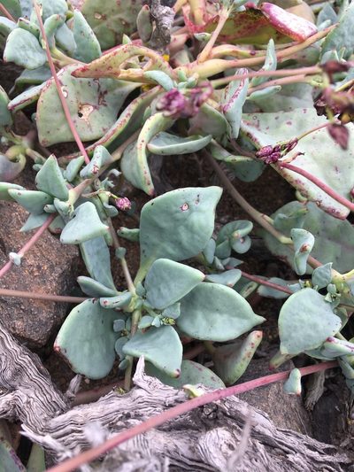 Cistanthe cymosa, photographed by Matt Berger