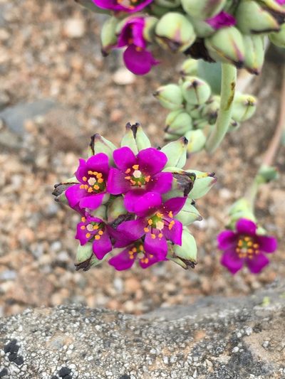 Cistanthe cephalophora, photographed by Matt Berger