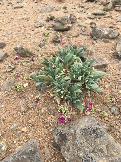 Cistanthe cephalophora, photographed by Matt Berger
