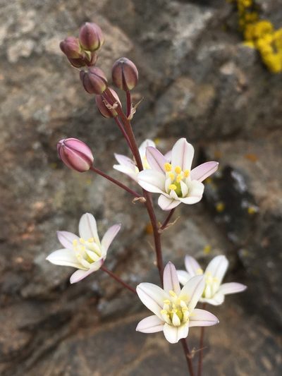 Oziroe biflora, photographed by Matt Berger