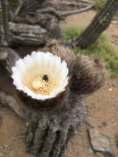 Eulychnia iquiquensis, photographed by Matt Berger