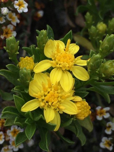 Gutierrezia espinosae, photographed by Matt Berger