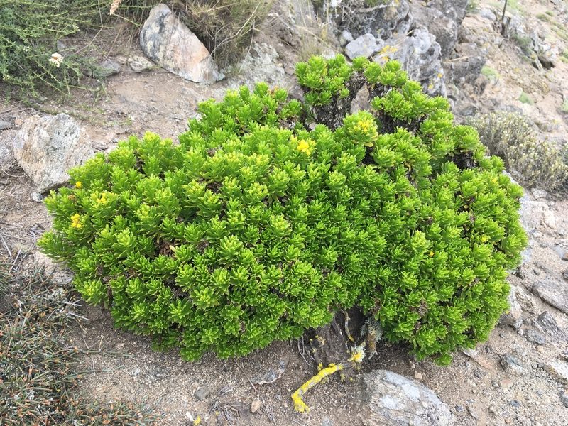 Gutierrezia espinosae, photographed by Matt Berger