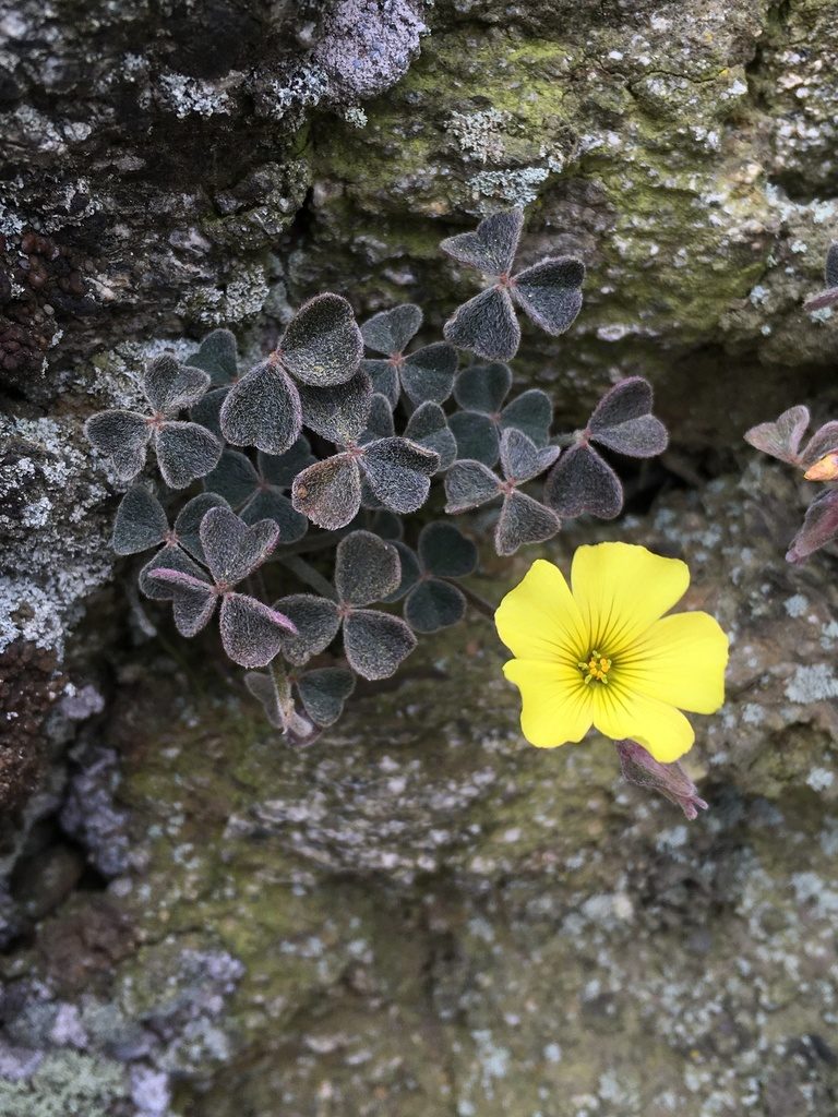 Oxalis morenoensis, photographed by Matt Berger