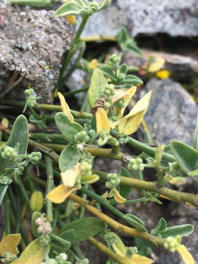 Chiropetalum canescens, photographed by Matt Berger