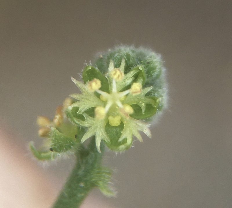 Chiropetalum canescens, photographed by Matt Berger