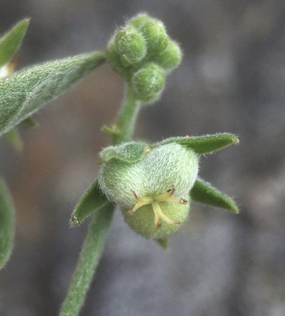 Chiropetalum canescens, photographed by Matt Berger