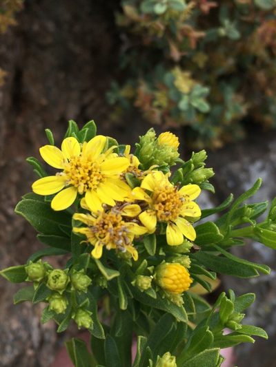 Gutierrezia espinosae, photographed by Matt Berger
