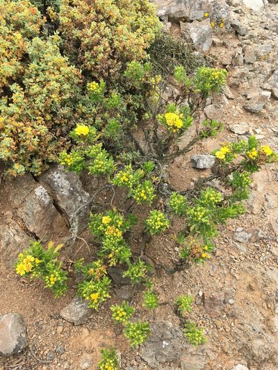 Gutierrezia espinosae, photographed by Matt Berger