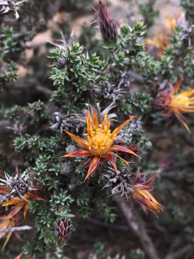 Chuquiraga ulicina, photographed by Matt Berger