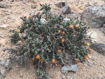 Chuquiraga ulicina, photographed by Matt Berger