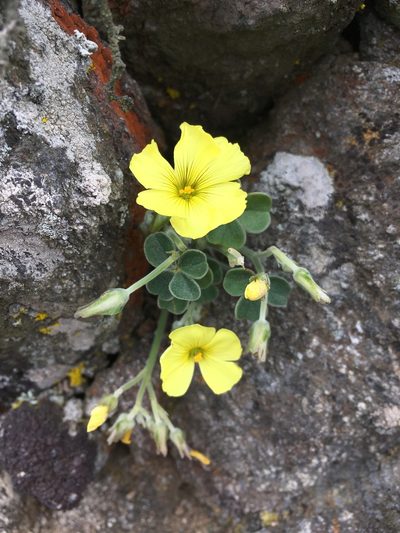 Oxalis morenoensis, photographed by Matt Berger