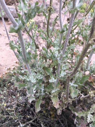 Senecio antofagastanus, photographed by Matt Berger