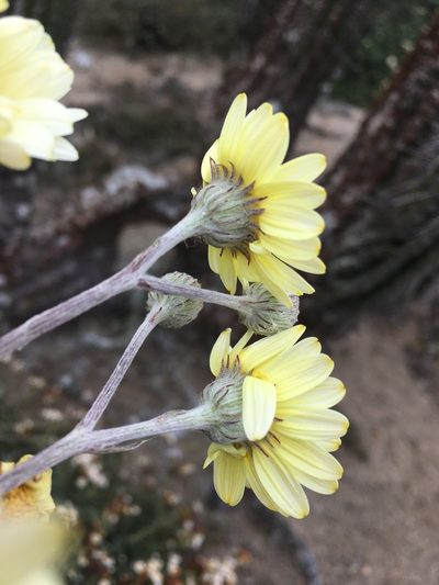 Senecio antofagastanus, photographed by Matt Berger