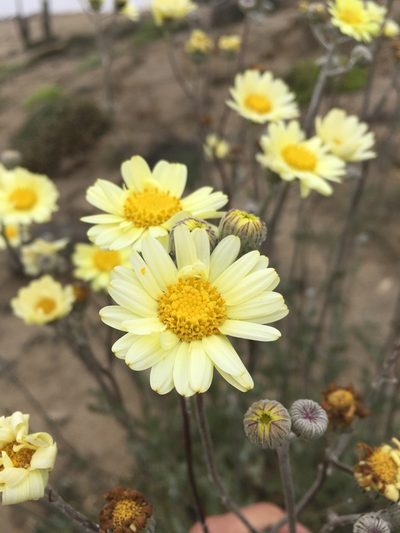 Senecio antofagastanus, photographed by Matt Berger