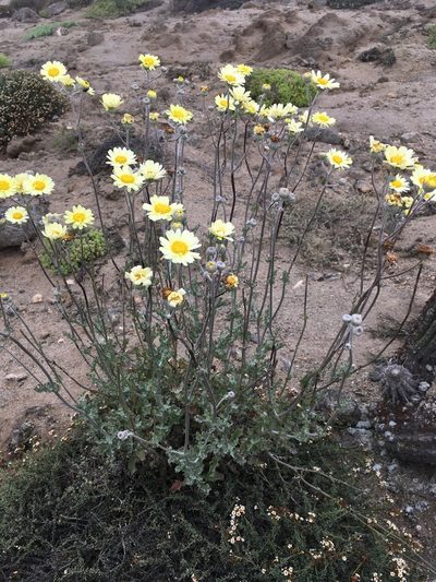 Senecio antofagastanus, photographed by Matt Berger