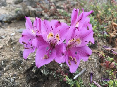 Alstroemeria paupercula, photographed by Matt Berger