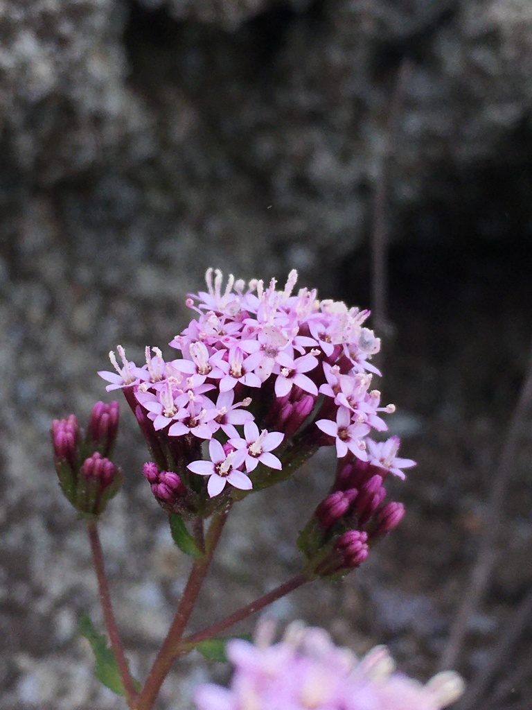 Stevia philippiana, photographed by Matt Berger