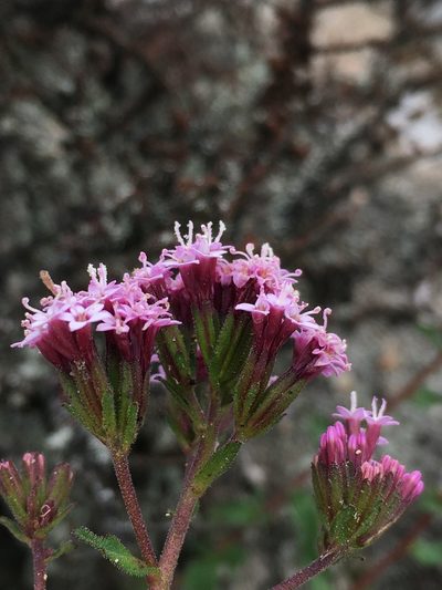 Stevia philippiana, photographed by Matt Berger
