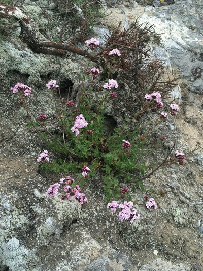 Stevia philippiana, photographed by Matt Berger