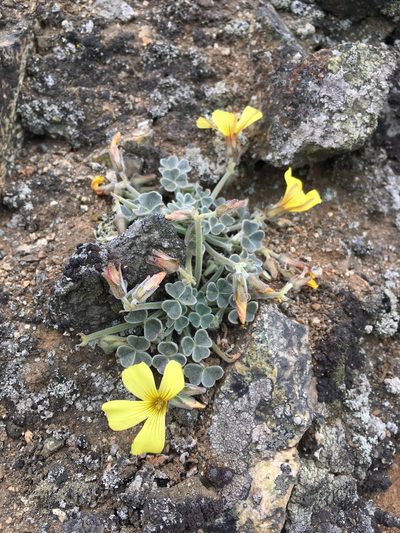 Oxalis morenoensis, photographed by Matt Berger