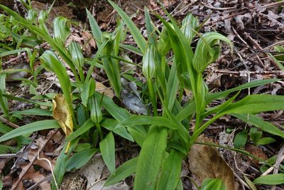 Pterostylis areolata, photographed by John Barkla