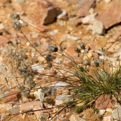 Enneapogon lindleyanus, photographed by Kym Nicolson