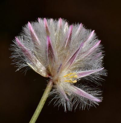 Ptilotus drummondii, photographed by T. Hammer