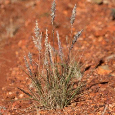 Enneapogon polyphyllus, photographed by Kym Nicolson