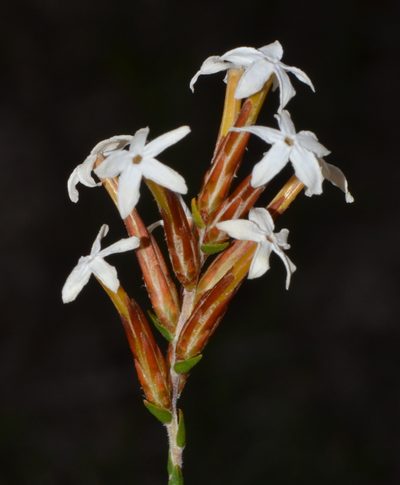 Lysinema pentapetalum, photographed by T. Hammer