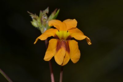 Goodenia trinervis, photographed by T. Hammer