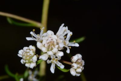 Poranthera huegelii, photographed by T. Hammer