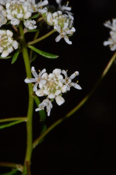 Poranthera huegelii, photographed by T. Hammer