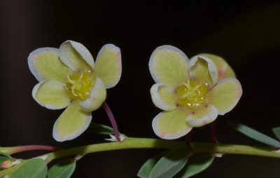 Phyllanthus calycinus, photographed by T. Hammer