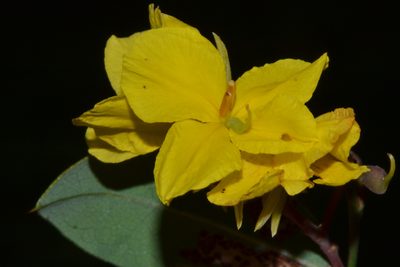 Labichea punctata, photographed by T. Hammer