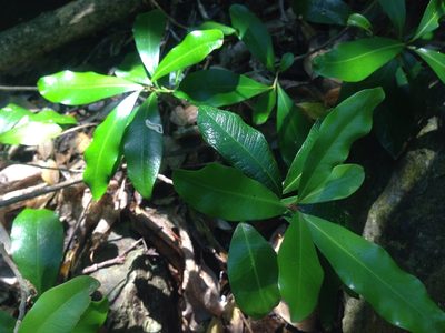 Planchonella costata, photographed by nick_goldwater