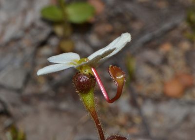 Stylidium hispidum, photographed by T. Hammer