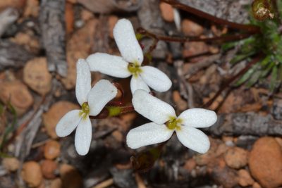 Stylidium hispidum, photographed by T. Hammer