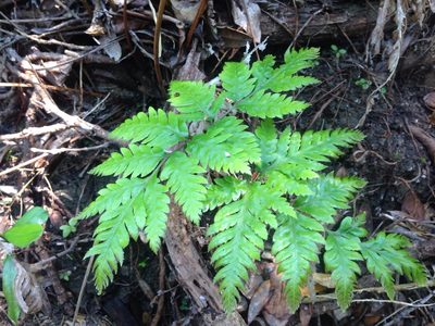 Pteris carsei, photographed by nick_goldwater