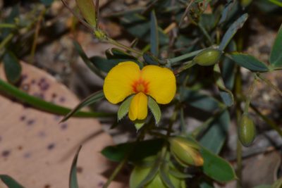 Gompholobium marginatum, photographed by T. Hammer