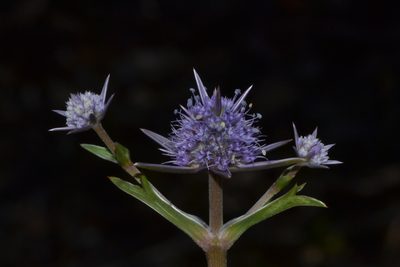 Eryngium pinnatifidum, photographed by T. Hammer
