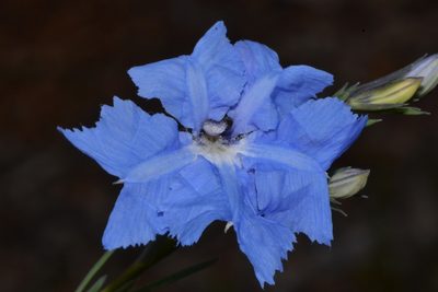 Leschenaultia biloba, photographed by T. Hammer
