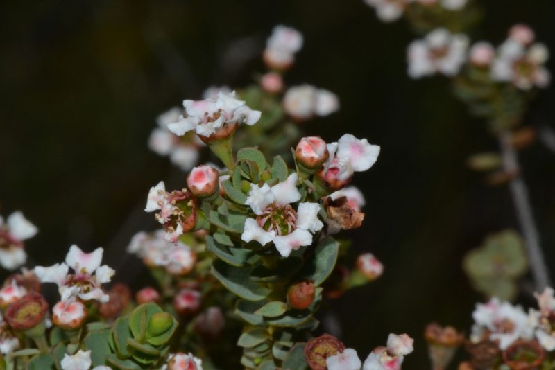 Ericomyrtus serpyllifolia, photographed by T. Hammer