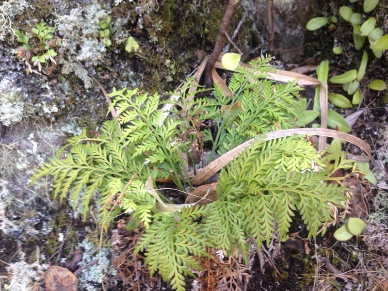 Asplenium haurakiense, photographed by nick_goldwater